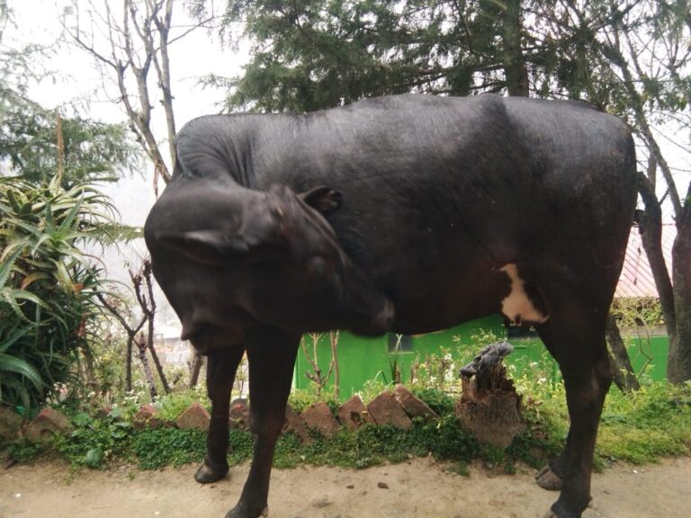 चंबा से गाय गायब: समुदाय से मदद की अपील, अपने बच्चों के साथ मिलाने के लिए!