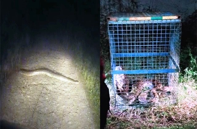 सिरमौर: एक साथ 3 तेंदुओं के बाद अब नाहन के पास विशालकाय अजगर की साइटिंग, सुरक्षित जंगल में छोड़ा गया