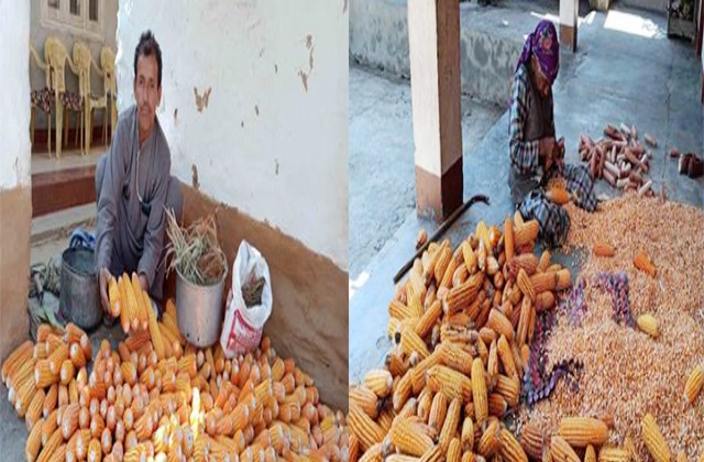 Mandi: प्राकृतिक खेती से 431 किसानों की 65 मिट्रिक टन मक्की खरीदेगी सरकार
