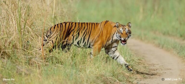 रेहलू और दरगेला पंचायत के गांवों में बाघ का आतंक, बकरियों पर हमला, ग्रामीणों में दहशत