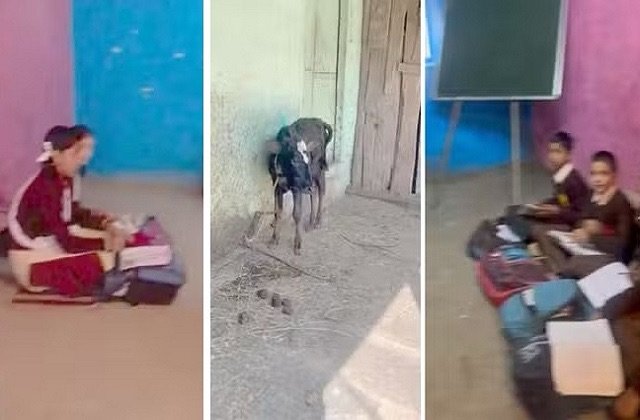 Chamba: स्कूल में तबेला या तबेले में स्कूल? भरमौर के सरकारी हाई स्कूल में गाय-भैंसों के बीच पढ़ने को मजबूर छात्र