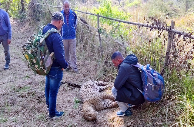 Kangra: हिमाचल प्रदेश के फकलोह गांव में मृत तेंदुआ मिलने से ग्रामीणों में दहशत Kangra: हिमाचल प्रदेश के फकलोह गांव में मृत तेंदुआ मिलने से ग्रामीणों में दहशत