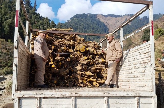 Chamba: वन विभाग ने सलूणी में 120 क्विंटल अवैध कशमल किया जब्त