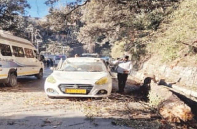 Shimla: शिमला में बड़ा हादसा टला: चलती टैक्सी पर गिरा देवदार का पेड़, एयरबैग ने बचाई जान
