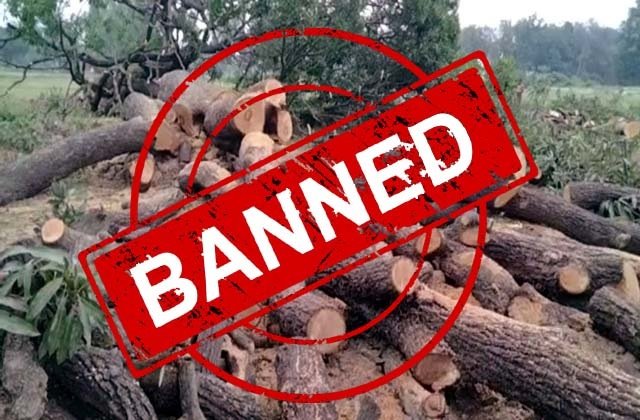 Himachal: हिमाचल में पेड़ों की कटाई पर नई रोक: बिना अनुमति सिर्फ तीन प्रजातियों की कटाई संभव