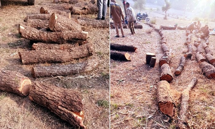 Kangra: जालंधर लाहड़ जंगल में अवैध कटाई: खैर के 9 पेड़ काटे गए, औजार जब्त