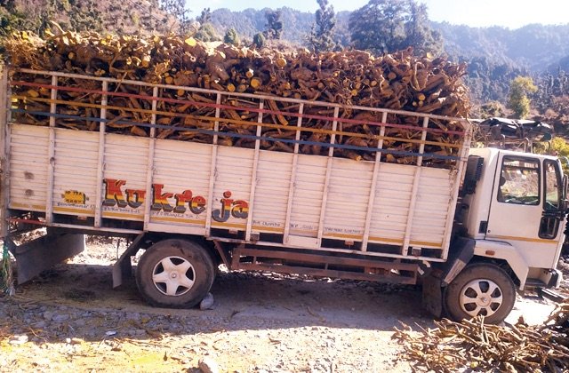 Chamba: चम्बा वन परिक्षेत्र में कसमल की अवैध उखाड़ी पर विजिलैंस जांच की शुरुआत