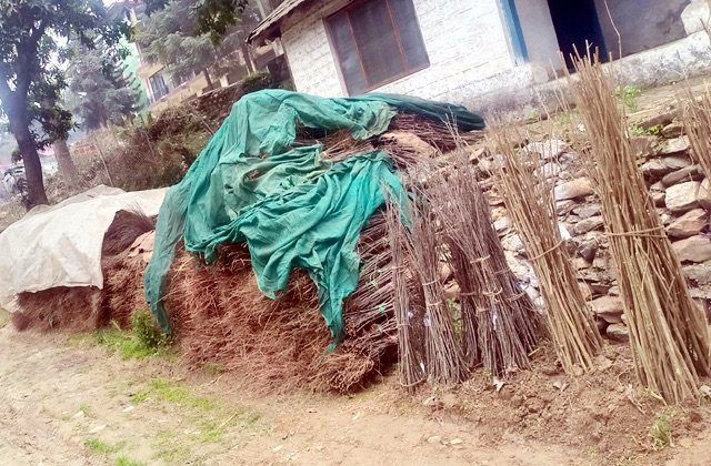 Shimla: Jammu-Kashmir से अवैध सेब, खुबानी और बादाम के पौधे पकड़े गए, बागवानी विभाग ने की कड़ी कार्रवाई