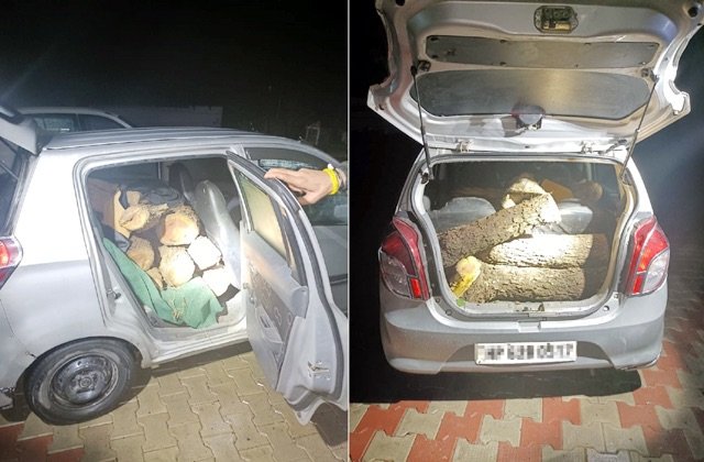 Kangra: ज्वालाजी में वन विभाग की बड़ी कार्रवाई: खैर की लकड़ी की तस्करी में 2 आरोपी गिरफ्तार