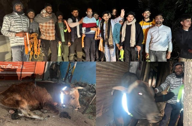 Kangra: युवाओं की अनूठी पहल: रातों-रात 100 लावारिश पशुओं को पहनाए रेडियम बेल्ट