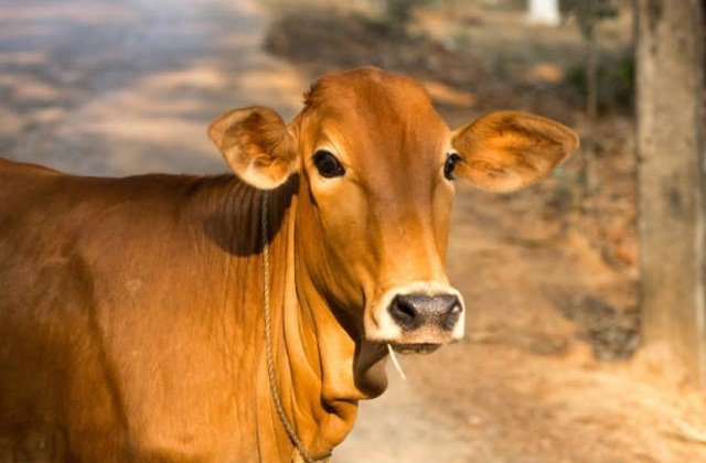 Kangra: पालमपुर में बड़ी एनजीओ के को-फाउंडर और टीम के साथ मारपीट!