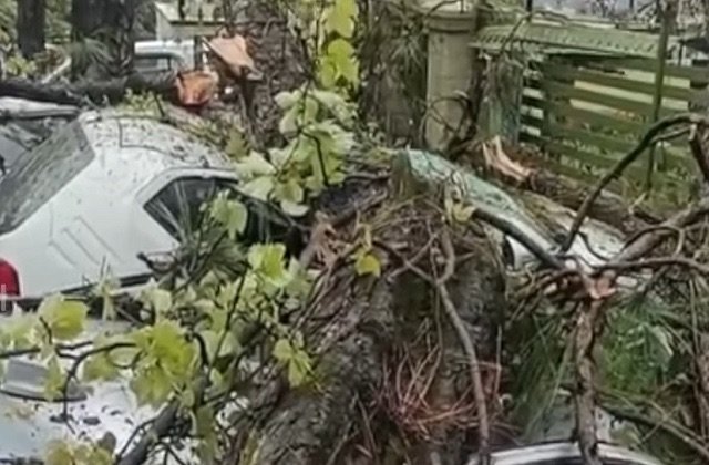 Shimla: शिमला में भारी बारिश से टूटीकंडी में गिरा विशाल पेड़, तीन गाड़ियां क्षतिग्रस्त, यातायात रहा ठप