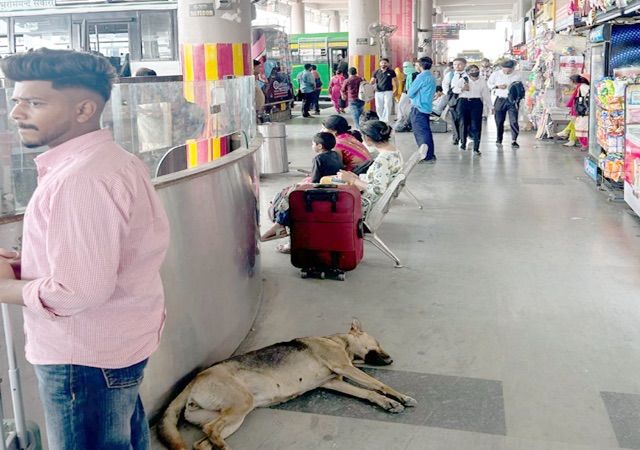 Una: ऊना ISBT बना आवारा कुत्तों का अड्डा, डर के साए में यात्री Una: ऊना ISBT बना आवारा कुत्तों का अड्डा, डर के साए में यात्री
