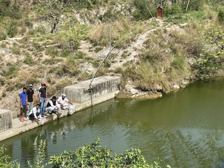 Una: कुटलैहड़ में मछली पालन को बढ़ावा, चेक डैमों में डाले गए 70 हजार मछली बीज