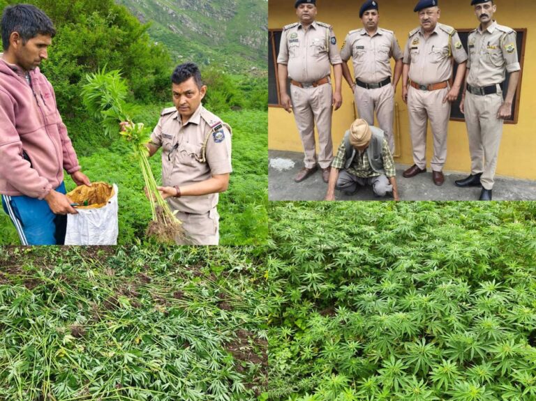 Kullu: कुल्लू-मनाली-आनी में मादक पदार्थों की धरपकड़ – HRTC बस से चरस, होटल से चिट्टा, जंगल से 59,000 भांग के पौधे बरामद Kullu: कुल्लू-मनाली-आनी में मादक पदार्थों की धरपकड़ – HRTC बस से चरस, होटल से चिट्टा, जंगल से 59,000 भांग के पौधे बरामद