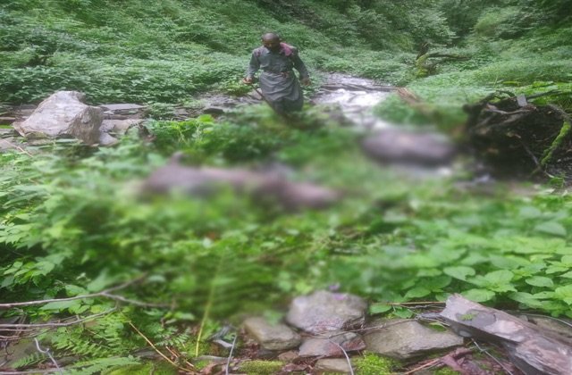 Chamba: चरड़ा में दर्दनाक हादसा: खाई में गिरने से 21 भैंसों की मौत, तीन परिवार तबाह