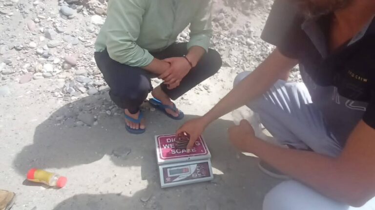 Kinnaur: शोंगठोंग पुल के पास बड़ी कार्रवाई: एसआईयू किन्नौर ने बरामद की 80 ग्राम चरस