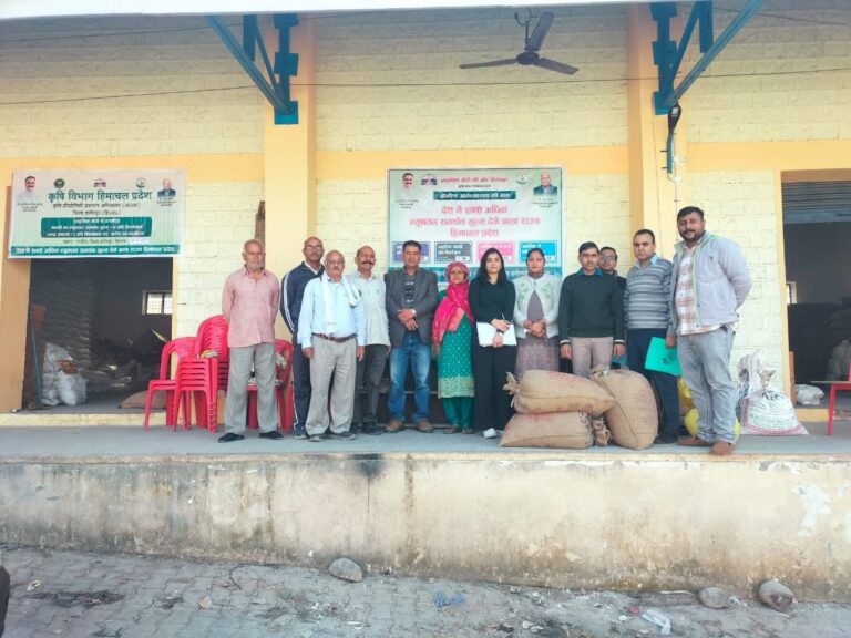 Hamirpur: प्राकृतिक खेती ने बदली किसानों की किस्मत: 40 रुपये किलो पर मक्की बेचकर हमीरपुर के 57 किसानों ने कमाए बड़े मुनाफे