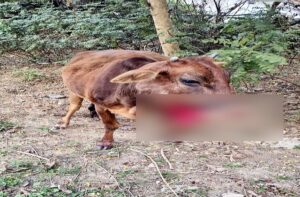 Kangra: ज्वाली में फिर धमाका: अवैध शिकार के बारूद से दो गायों के जबड़े उड़े, गांव में दहशत