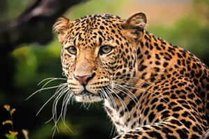 Leopard Terror in Kalidhar: कालीधार में तेंदुए का आतंक, घर के बाहर बंधे कुत्ते पर हमला कर फैलाई दहशत