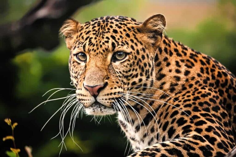Leopard Terror in Kalidhar: कालीधार में तेंदुए का आतंक, घर के बाहर बंधे कुत्ते पर हमला कर फैलाई दहशत
