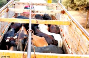 Mandi: सुंदरनगर में गौवंश तस्करी का बड़ा खुलासा, बलोह टोल प्लाजा के पास पशुओं से भरा ट्रक पकड़ा, हंगामा