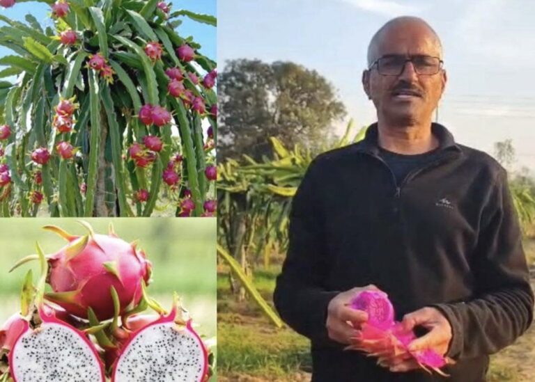 Kangra: सेवानिवृत्ति के बाद बदली किस्मत: कांगड़ा के जीवन सिंह राणा ने ड्रैगन फ्रूट से लिखी सफलता की नई कहानी