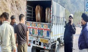 Mandi: सुंदरनगर में गौवंश तस्करी का शक: युवाओं की सतर्कता से पकड़ा गया संदिग्ध टैंपो, पुलिस जांच में जुटी