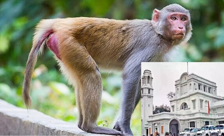 Delhi: दिल्ली विधानसभा में बंदरों से जंग, लंगूर की आवाज निकालने वालों को मिलेगा सरकारी काम