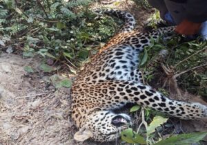 Hamirpur: सलासी पुल के नीचे मिला तेंदुए का शव, इलाके में मचा हड़कंप, वाहन की टक्कर की आशंका