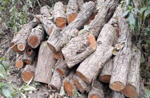 Kangra: घने जंगल में 2 दिन का गुप्त ऑपरेशन, वन माफिया के मंसूबे नाकाम; 54 खैर के लट्ठे जब्त