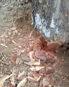 Himachal: हिमाचल के घने जंगलों पर वन माफिया का हमला, जेसीबी से रास्ता बनाकर सैकड़ों पेड़ों का सफाया