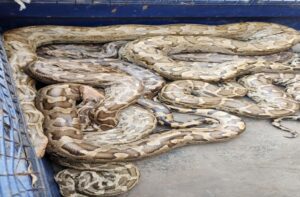 Himachal: महाशिवरात्रि मेले से 12 अजगर ले गई पंजाब की संस्था, बिना अनुमति कार्रवाई पर वन विभाग सख्त, जांच शुरू