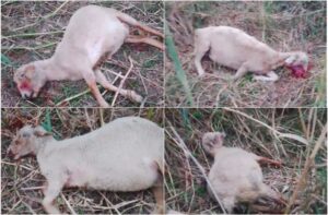 Kangra: कुछ ही मिनटों में 31 भेड़ों की मौत, तारा खड्ड में मचा हड़कंप—चरते-चरते अचानक बिगड़ी हालत