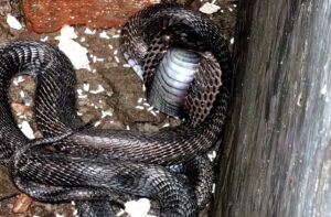 Himachal: स्कूल के पानी के टैंक में मिला जहरीला कोबरा, मचा हड़कंप; वन विभाग ने रेस्क्यू कर जंगल में छोड़ा