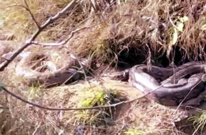 Una: ऊना में 2 विशाल अजगरों का खौफनाक सामना, जंगल में दिखा ऐसा नजारा कि दहल गए लोग