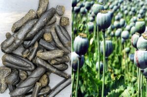 Himachal: हिमाचल में STF का बड़ा एक्शन! 639 ग्राम चरस के साथ युवक गिरफ्तार, 1895 अफीम के पौधे किए नष्ट