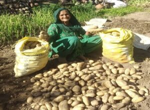 Hamirpur: दो मरले जमीन, 200 किलो आलू: हमीरपुर के बुजुर्ग दंपत्ति की प्राकृतिक खेती ने मचाया तहलका