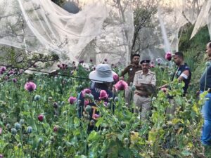 Kullu Opium Cultivation Busted: STF की बड़ी रेड में 2000 पौधे जब्त, मचा हड़कंप