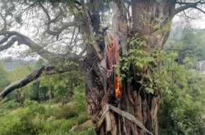 Kangra Lightning Strike: आसमानी बिजली का कहर, पेड़ में लगी आग—दो गौवंश की मौके पर मौत