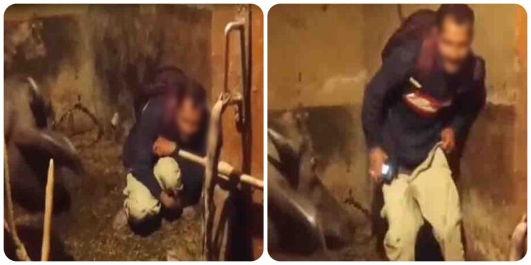 Himachal Shocked! हमीरपुर में भैंस के साथ शर्मनाक हरकत का वीडियो वायरल, गांव में मचा हड़कंप
