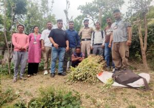 Chamba: चम्बा में अफीम की अवैध खेती का बड़ा भंडाफोड़, 878 पौधे बरामद, एक व्यक्ति गिरफ्तार