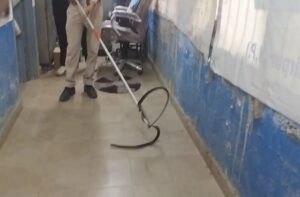 Hamirpur: हमीरपुर के सरकारी दफ्तर में मचा हड़कंप! दो दिन से छिपा 5 फीट लंबा सांप पहुंचा अधिकारी के कमरे तक