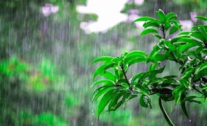 HP Weather Update: हिमाचल में फिर बदलेगा मौसम का मिजाज! 18-19 जून को तेज आंधी, बारिश और ओलावृष्टि का अलर्ट, जानें आपके जिले का हाल