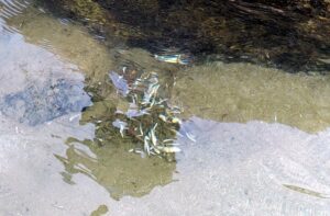 Kangra: न्यूगल खड्ड में फिर डाला गया जहर! सैकड़ों मछलियों की मौत, 16 हजार लोगों की पेयजल आपूर्ति पर संकट