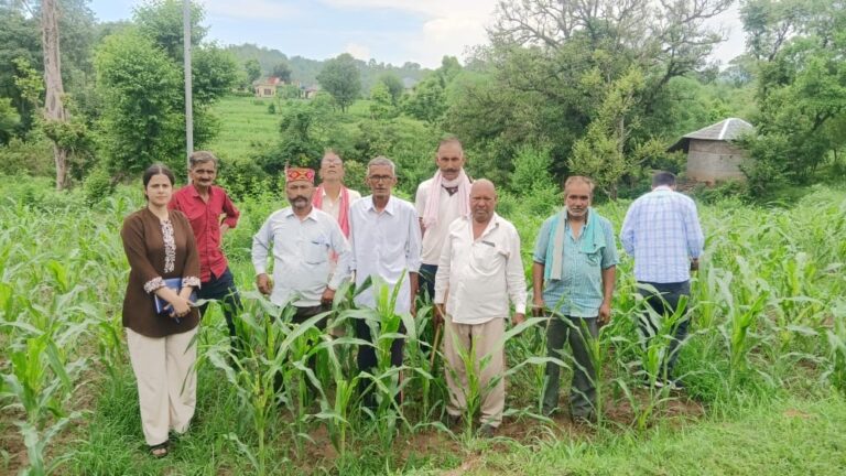 Kangra: शाहपुर में मक्की की फसल पर फॉल आर्मी वर्म का हमला! डेढ़ सप्ताह में खेतों में मचा नुकसान, किसानों की बढ़ी चिंता