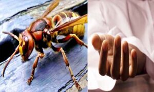 Kangra: कांगड़ा के शाहपुर में दर्दनाक हादसा! खेत में काम कर रहे व्यक्ति पर रंगड़ों का हमला, अस्पताल पहुंचने से पहले चली गई जान