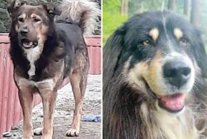 Himachal: हिमाचल के गद्दी कुत्तों ने रचा इतिहास! ‘स्कूबी’ और ‘पुट्टी’ को मिली राष्ट्रीय पहचान