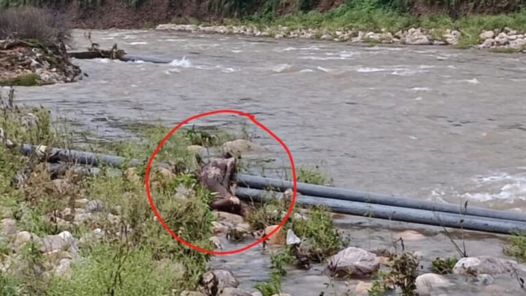 Kangra: कांगड़ा में खड्ड किनारे मिला अज्ञात व्यक्ति का शव, इलाके में सनसनी; पुलिस जांच में जुटी