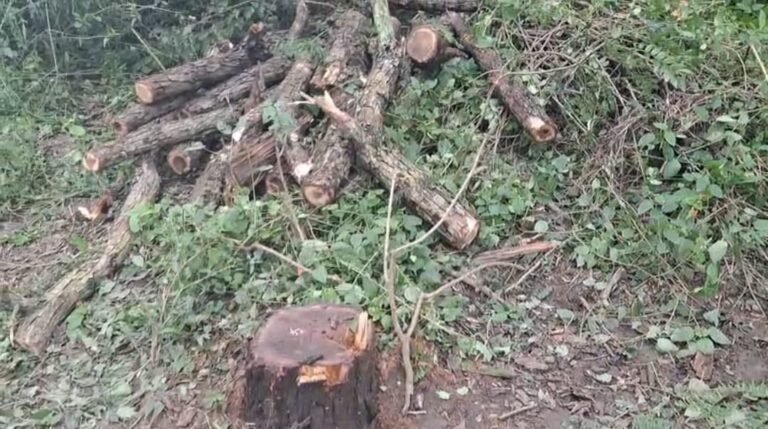 Kangra: शाहपुर के गुब्बर में खैर के पेड़ों पर चली आरी, वन विभाग कार्यालय से महज 2 किमी दूर कटाई; जांच शुरू